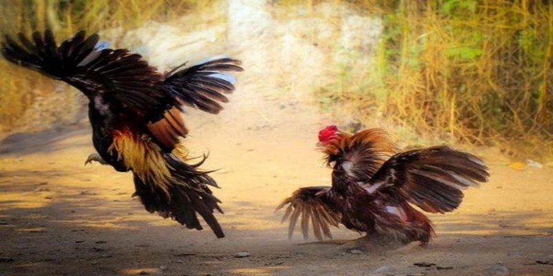 Dù có kỹ thuật cá cược tốt đến đâu, không quản lý tiền bạc sẽ khiến bạn thua
