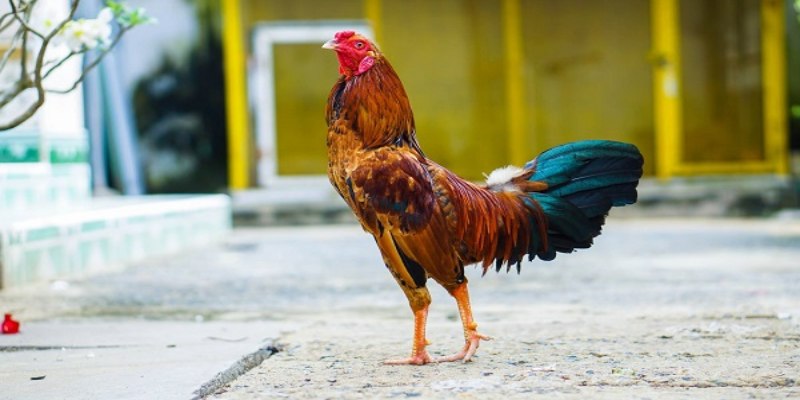 Chọn nhà cái rất quan trọng nó sẽ giúp bạn chọn đúng cách cá cược gà chọi