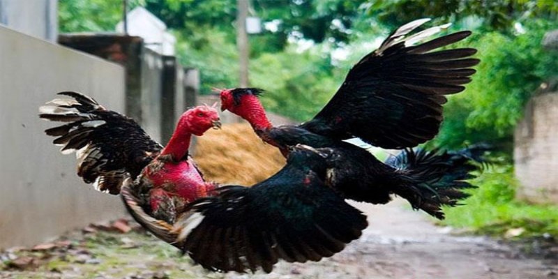 Người chơi cần phân tích kỹ chiến kê và thể lực để chọn kèo chính xác