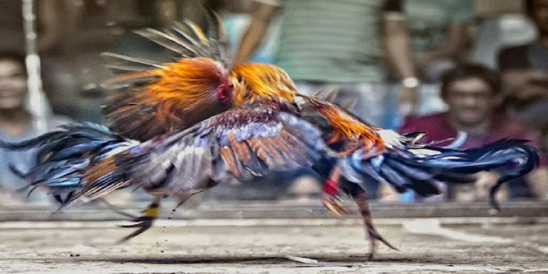 Chạy lồng là một bài tập quan trọng trong phương pháp nuôi gà truyền thống