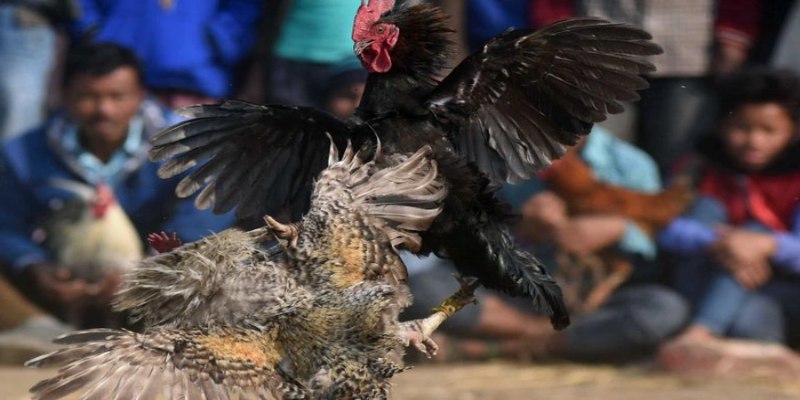 Bí quyết chọn phương pháp nuôi gà đá chuẩn sư kê